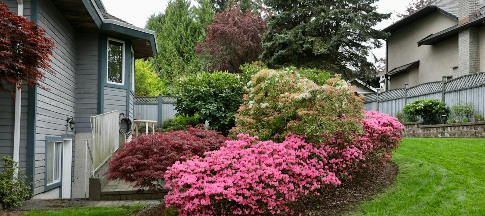 Pink azaleas and Japanese maples planted along a house